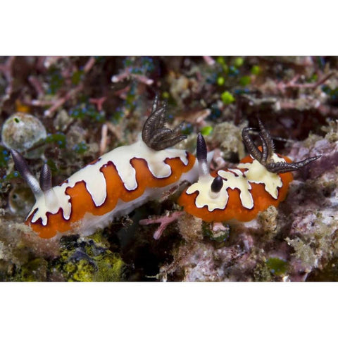 Indonesia, Lembeh Straits Two nudibranch feeding Black Modern Wood Framed Art Print with Double Matting by Shimlock, Jones