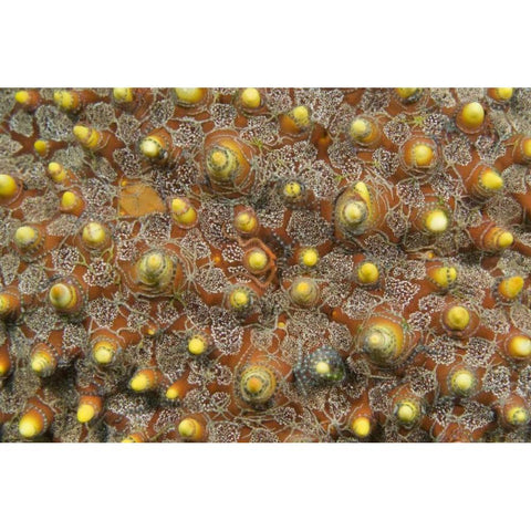 Indonesia, Lembeh Straits Tiny brittle stars Black Modern Wood Framed Art Print by Shimlock, Jones