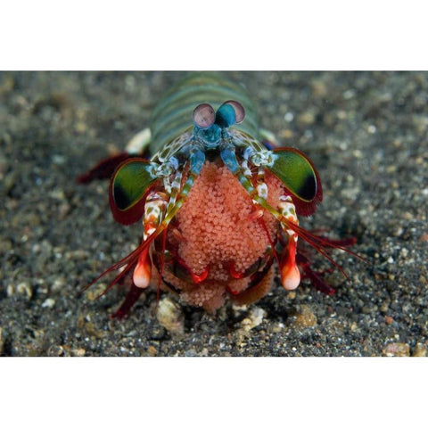 Indonesia Female Mantis shrimp with eggs Gold Ornate Wood Framed Art Print with Double Matting by Shimlock, Jones