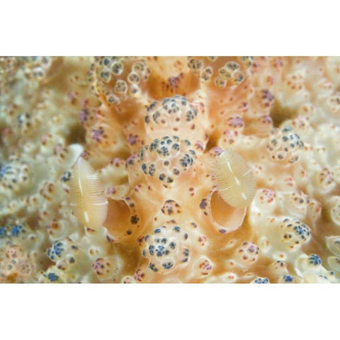 Indonesia, Sulawesi Isl Two nudibranch on coral Gold Ornate Wood Framed Art Print with Double Matting by Shimlock, Jones