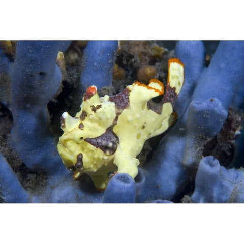 Indonesia, Lembeh Straits Anglerfish awaits prey Gold Ornate Wood Framed Art Print with Double Matting by Shimlock, Jones