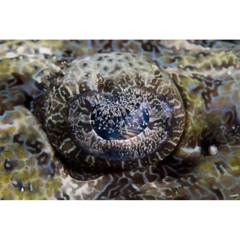 Indonesia, Lembeh Straits Eye of a crocodilefish Black Modern Wood Framed Art Print with Double Matting by Shimlock, Jones