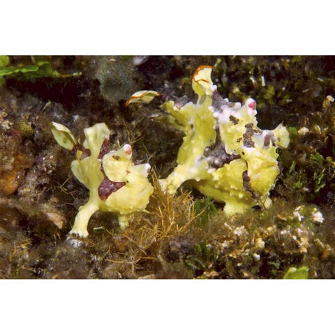 Indonesia, Lembeh Straits Anglerfish await prey White Modern Wood Framed Art Print by Shimlock, Jones