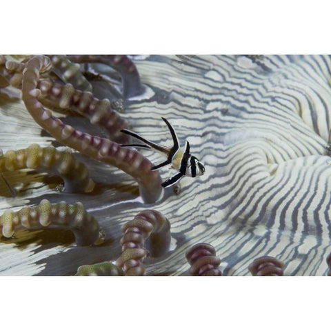 Indonesia, A banggi cardinalfish by sea anemone Black Modern Wood Framed Art Print with Double Matting by Shimlock, Jones