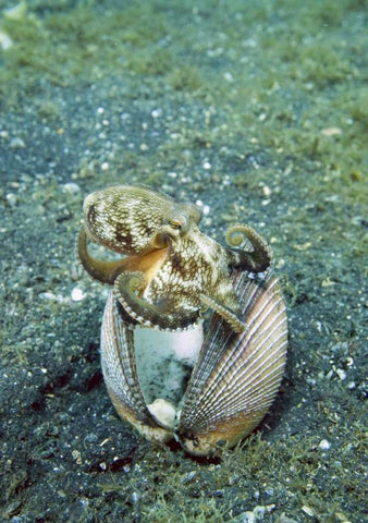 Indonesia, Lembeh Straits Octopus with a shell White Modern Wood Framed Art Print with Double Matting by Shimlock, Jones