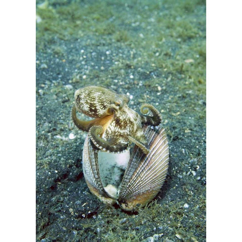 Indonesia, Lembeh Straits Octopus with a shell Black Modern Wood Framed Art Print by Shimlock, Jones