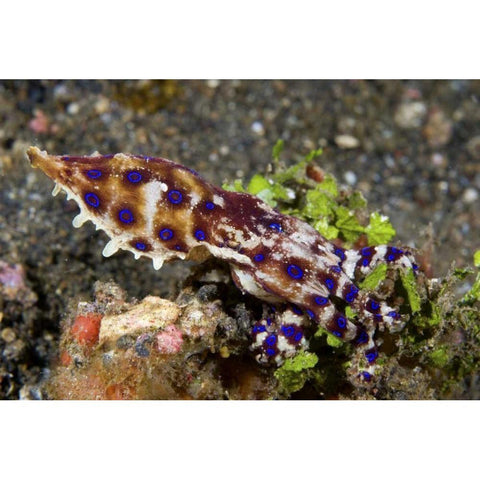 Indonesia, Lembeh Straits Blue- ring octopus Gold Ornate Wood Framed Art Print with Double Matting by Shimlock, Jones