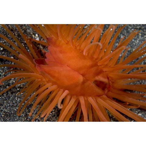 Indonesia, Sulawesi Island A bivalve clam shell Black Modern Wood Framed Art Print by Shimlock, Jones