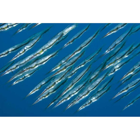 Indonesia, Sulawesi Isl, Manado Pipefish Black Modern Wood Framed Art Print with Double Matting by Shimlock, Jones