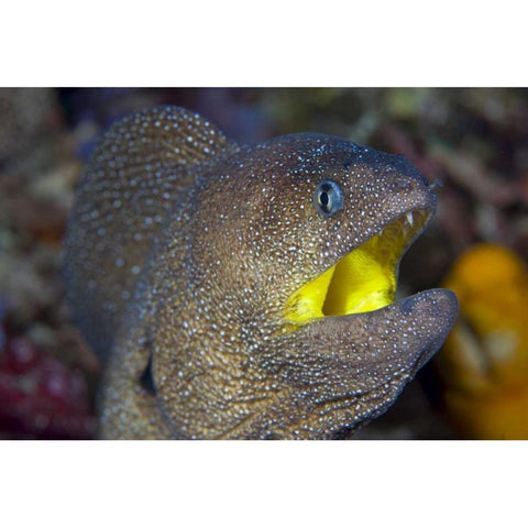 Indonesia, Reta Island A moray eels head White Modern Wood Framed Art Print by Shimlock, Jones