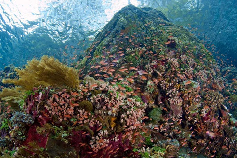 Indonesia, Pantar Island Anthia fish and reef Black Ornate Wood Framed Art Print with Double Matting by Shimlock, Jones