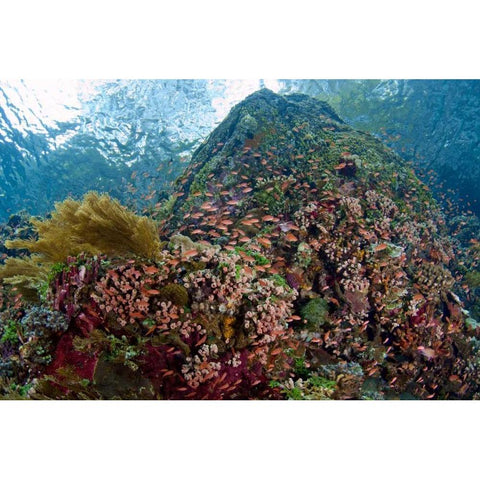 Indonesia, Pantar Island Anthia fish and reef Black Modern Wood Framed Art Print by Shimlock, Jones