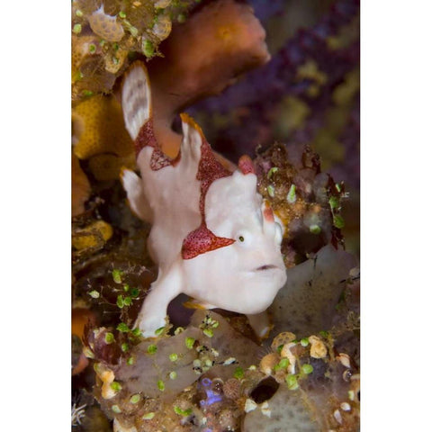 Indonesia, Pantar Island Anglerfish on reef Gold Ornate Wood Framed Art Print with Double Matting by Shimlock, Jones