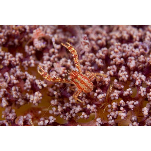Indonesia, Pantar Island  Small crab on coral Black Modern Wood Framed Art Print by Shimlock, Jones