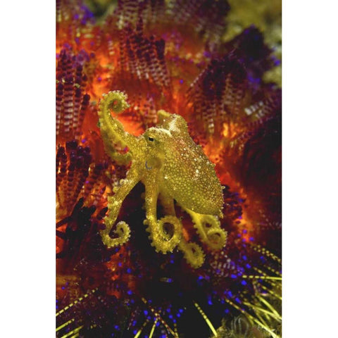 Indonesia, Pantar Island Small yellow octopus Black Modern Wood Framed Art Print by Shimlock, Jones