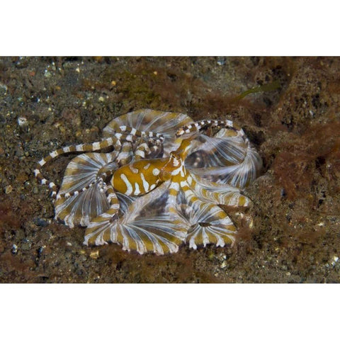 Indonesia, Pantar Island Long-arm octopus Black Modern Wood Framed Art Print by Shimlock, Jones