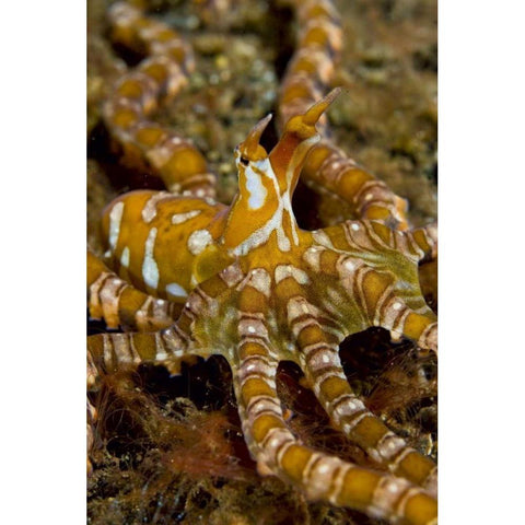 Indonesia, Pantar Island Long-arm octopus Gold Ornate Wood Framed Art Print with Double Matting by Shimlock, Jones