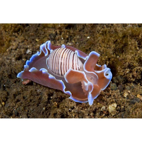 Indonesia, Pantar Isl Nocturnal mollusk in ocean Black Modern Wood Framed Art Print by Shimlock, Jones