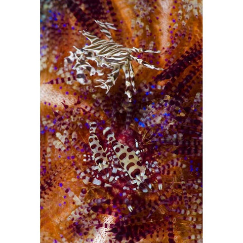 Indonesia, Adonara Isl Invertebrates and urchins Black Modern Wood Framed Art Print with Double Matting by Shimlock, Jones