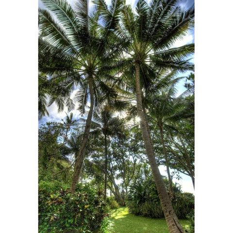 Indonesia, Bali View of vegetation in a Garden White Modern Wood Framed Art Print by Shimlock, Jones