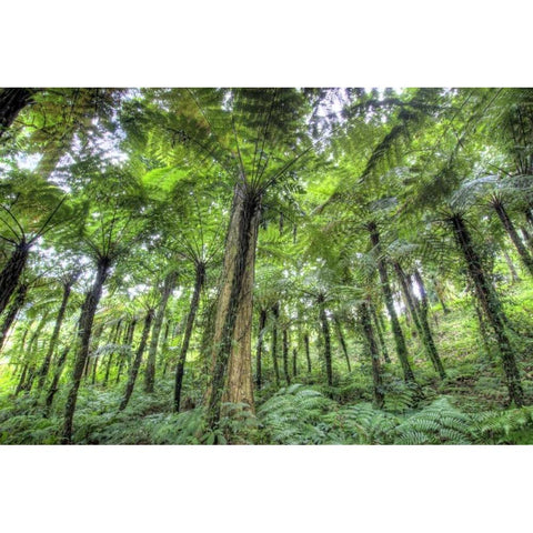 Indonesia, Bali View of vegetation in a Garden Black Modern Wood Framed Art Print by Shimlock, Jones