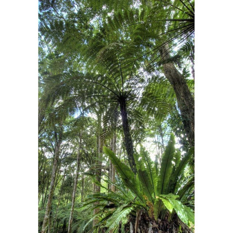 Indonesia, Bali View of vegetation in a Garden Black Modern Wood Framed Art Print by Shimlock, Jones