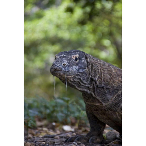Close-up of Komodo dragon, Komodo NP, Indonesia Black Modern Wood Framed Art Print with Double Matting by Shimlock, Jones