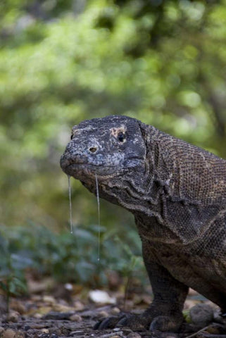 Close-up of Komodo dragon, Komodo NP, Indonesia White Modern Wood Framed Art Print with Double Matting by Shimlock, Jones