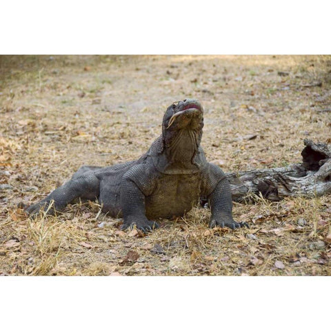 Close-up of Komodo dragon, Komodo NP, Indonesia White Modern Wood Framed Art Print by Shimlock, Jones