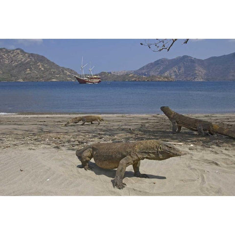 Komodo dragons on beach, Komodo NP, Indonesia White Modern Wood Framed Art Print by Shimlock, Jones