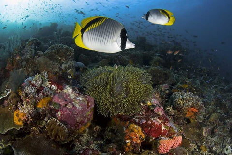 Indonesia, Komodo NP Lined butterflyfish Black Ornate Wood Framed Art Print with Double Matting by Shimlock, Jones