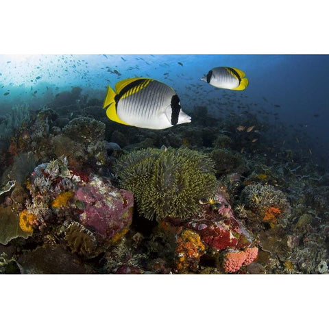 Indonesia, Komodo NP Lined butterflyfish Black Modern Wood Framed Art Print by Shimlock, Jones