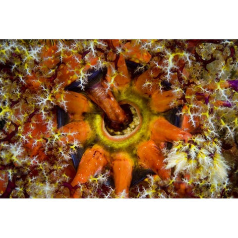 Indonesia, Komodo NP Sea cucumber feeding Gold Ornate Wood Framed Art Print with Double Matting by Shimlock, Jones