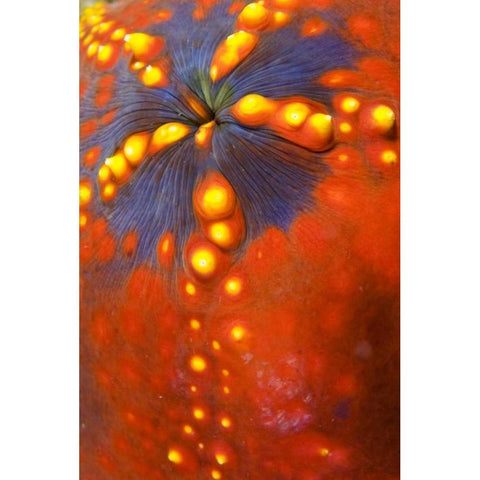 Indonesia, Komodo NP Sea cucumber variety Gold Ornate Wood Framed Art Print with Double Matting by Shimlock, Jones