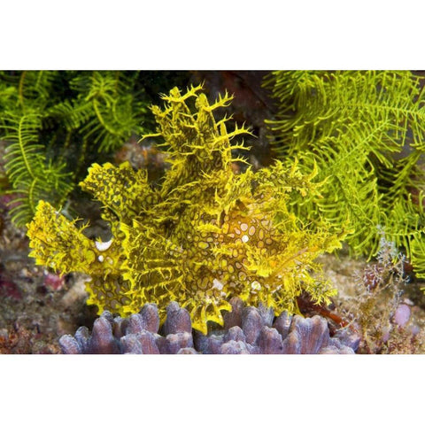 Indonesia, Komodo NP Weedy scorpionfish Black Modern Wood Framed Art Print with Double Matting by Shimlock, Jones