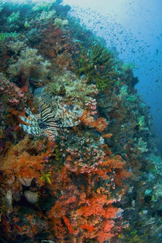 Indonesia, Komodo NP Lionfish swimming over reef Black Ornate Wood Framed Art Print with Double Matting by Shimlock, Jones