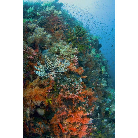 Indonesia, Komodo NP Lionfish swimming over reef Black Modern Wood Framed Art Print by Shimlock, Jones