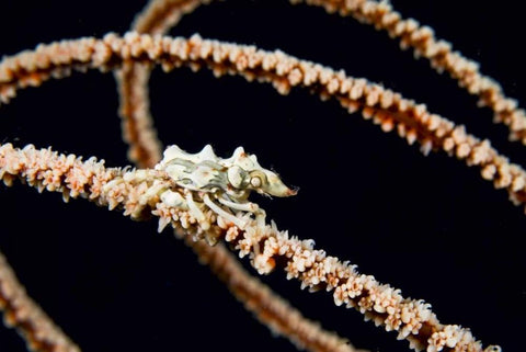 Indonesia, Komodo NP Wire coral crab on coral Black Ornate Wood Framed Art Print with Double Matting by Shimlock, Jones