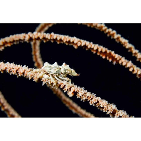 Indonesia, Komodo NP Wire coral crab on coral Gold Ornate Wood Framed Art Print with Double Matting by Shimlock, Jones