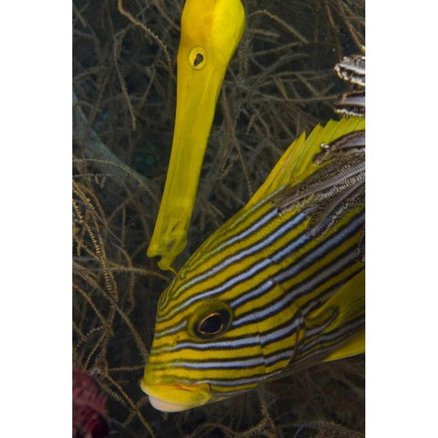 Indonesia A trumpetfish and sweetlip fish Black Modern Wood Framed Art Print by Shimlock, Jones