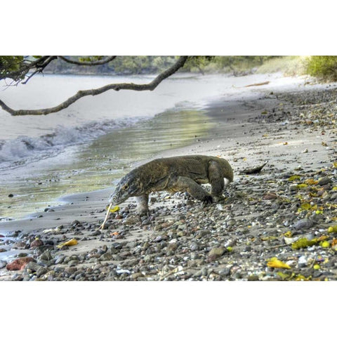 Komodo dragon on a beach, Komodo NP, Indonesia Gold Ornate Wood Framed Art Print with Double Matting by Shimlock, Jones