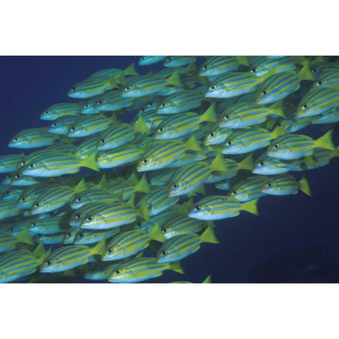 Indonesia, Komodo NP Schooling lined snappers White Modern Wood Framed Art Print by Shimlock, Jones