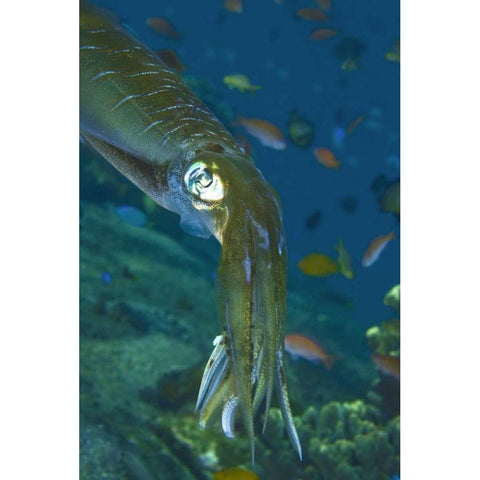 Close-up of a squid, Lembata Island, Indonesia Black Modern Wood Framed Art Print with Double Matting by Shimlock, Jones