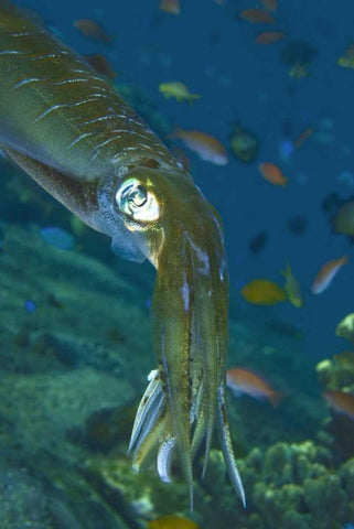 Close-up of a squid, Lembata Island, Indonesia White Modern Wood Framed Art Print with Double Matting by Shimlock, Jones