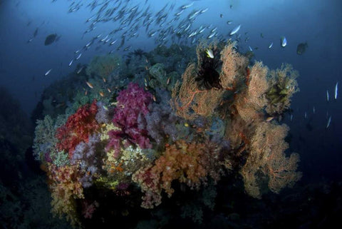 Indonesia, Papua, Raja Ampat Coral and fish White Modern Wood Framed Art Print with Double Matting by Shimlock, Jones
