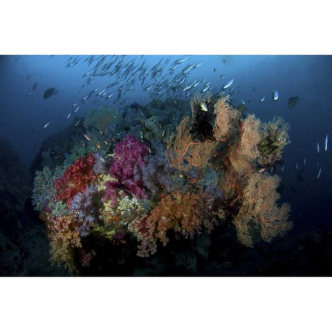 Indonesia, Papua, Raja Ampat Coral and fish Gold Ornate Wood Framed Art Print with Double Matting by Shimlock, Jones