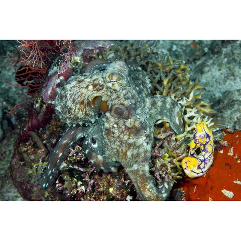 Octopus on coral, New Guinea Isl, Indonesia Gold Ornate Wood Framed Art Print with Double Matting by Shimlock, Jones