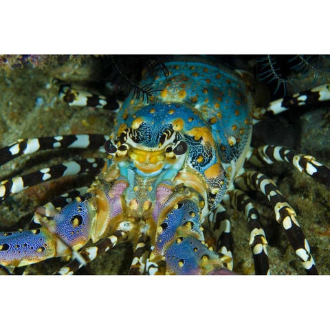 Lobster, Raja Ampat, Papua, Indonesia Black Modern Wood Framed Art Print by Shimlock, Jones