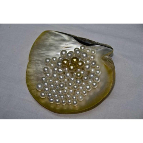 Cendana pearls from Aljui Bay, Papua, Indonesia Gold Ornate Wood Framed Art Print with Double Matting by Shimlock, Jones