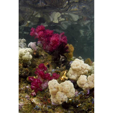 Indonesia, Papua, Raja Ampat Colorful reef Black Modern Wood Framed Art Print with Double Matting by Shimlock, Jones